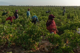 N-E-TN-2 : Assistance technique pour la prévention et le suivi de l'industrie de la transformation de la tomate dans la région côtière de Korba