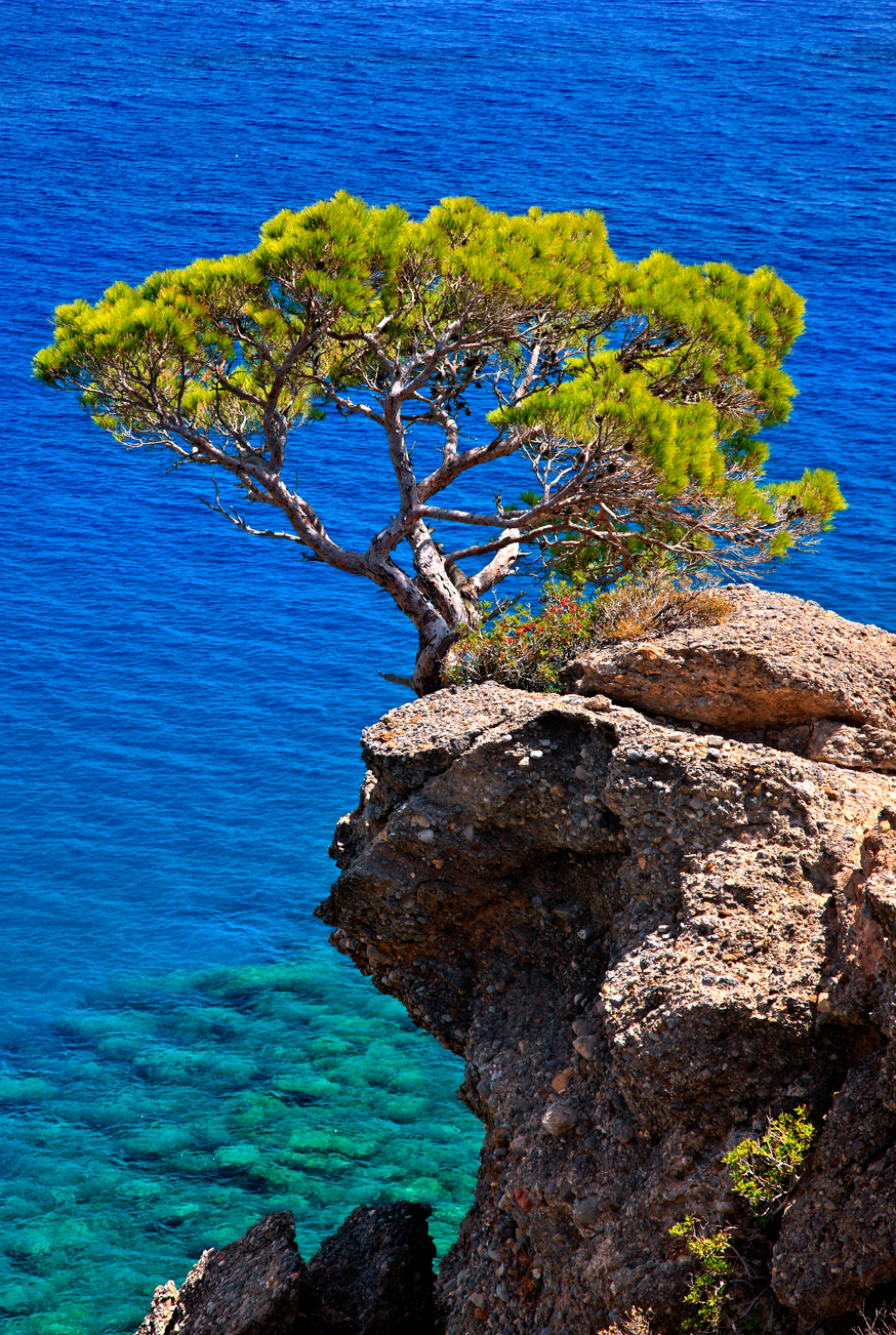 Crete,Island,,Greece.,Pine,Tree,Hanging,On,A,Cliff,Over